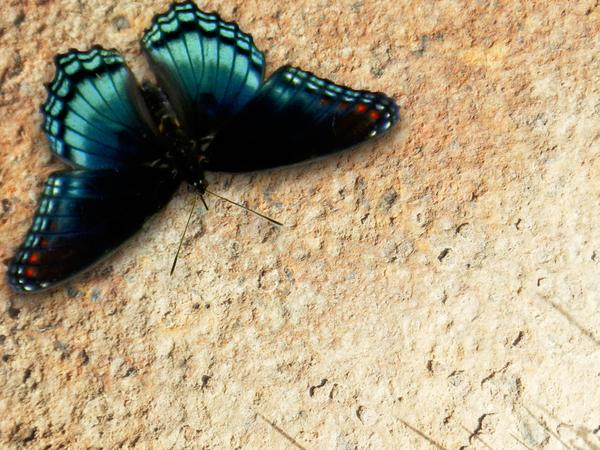 butterfly,butterflies,black,swallowtail,blue,stone,rock,delicate,pretty,contrast,nature