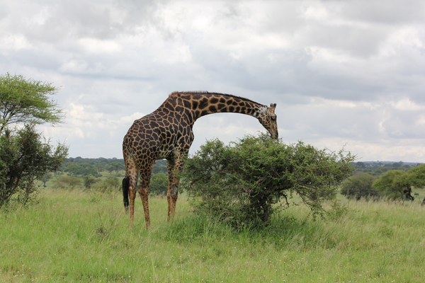 cc0,c1,africa,tanzania,giraffe,wild animal,safari,savannah,wildlife,animal world,wild,animal,national park,wilderness,nature,free photos,royalty free