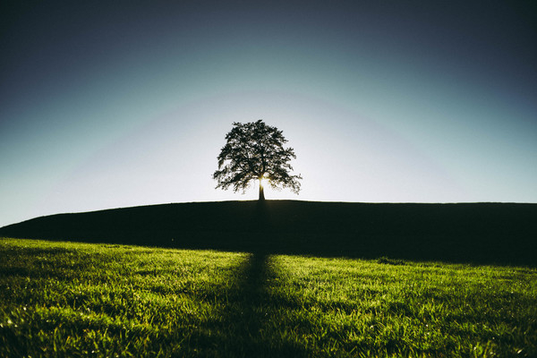 tree,tranquil,sky,silhouette,shadow,scenic,scenery,rural,pasture,outdoors,nature,light,landscape,idyllic,grassland,grass,field,environment,countryside