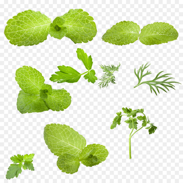 leaf,mentha spicata,green,vegetable,encapsulated postscript,coreldraw,software,mint,plant,herb,tree,plant stem,herbalism,grass,annual plant,png