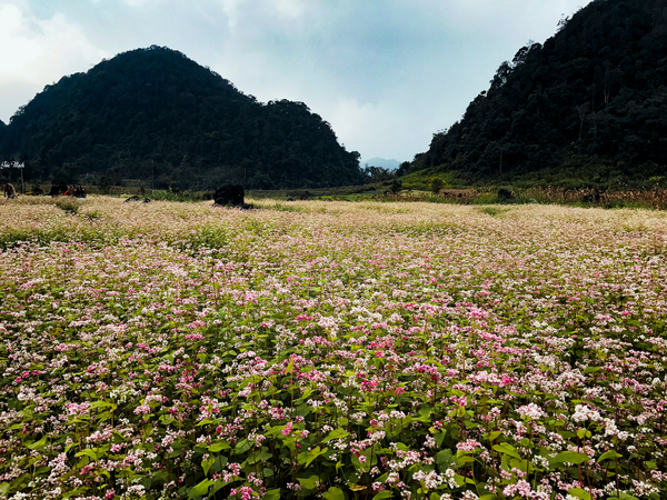 flower,field,vietnam,travel,adventure,nature,landscape,free photos