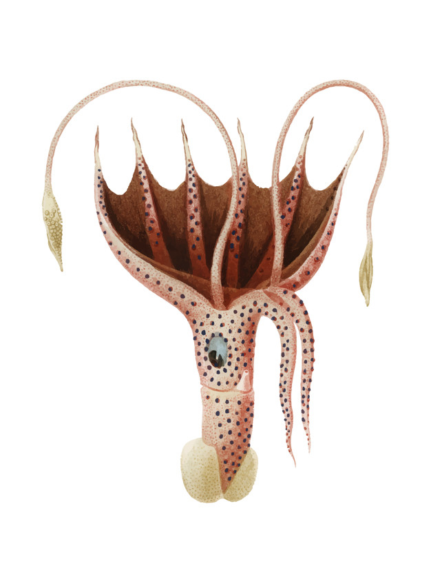 d orbigny,orbigny,dessalines,1806,1876,cockeyed squid,histioteuthis,bonnellii,histioteuthis bonnellii,umbrella squid,isolated on white,charles,illustrated,isolated,public domain,domain,artwork,squid,public,ancient,antique,background white,vintage ornaments,marine,background vintage,hand drawing,life,old,ocean,umbrella,drawing,white,white background,ornaments,animal,sea,vintage background,hand,vintage,background