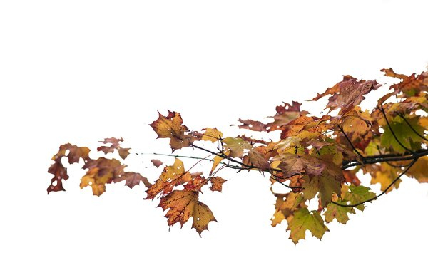 fall,leaves,nature,autumn,maple tree, maple leaves