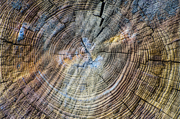 cc0,c1,wood texture,wooden plank,cracks,background,wood,cracked,concentric,circular,circle,grain,grained,wood grain,weathered,free photos,royalty free