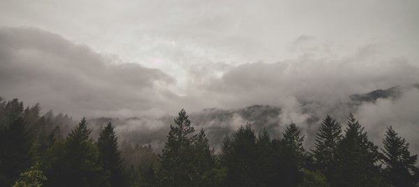 clouds,forest,trees