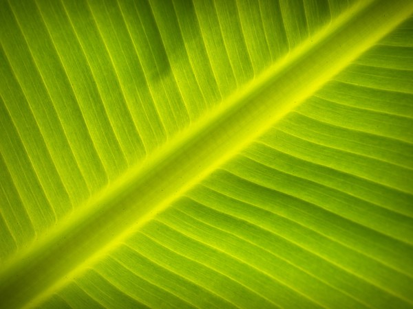 pattern,leaf,green,close-up,banana leaf