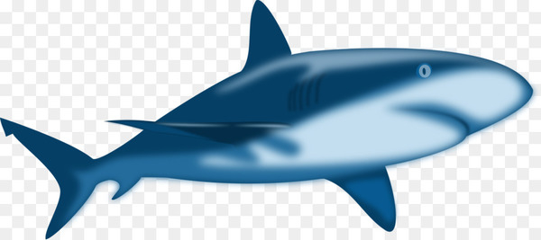 shark,free content,great white shark,hammerhead shark,whale shark,bull shark,tiger shark,blue shark,shark finning,marine biology,fish,marine mammal,cartilaginous fish,fin,requiem shark,png