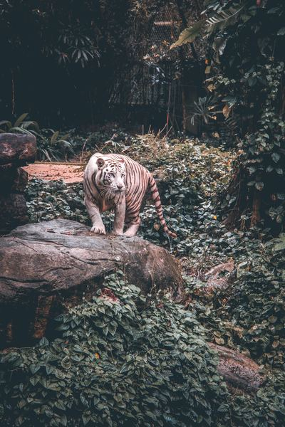 white tiger,tiger,animal,animal,wild,wildlife,animal,wild,wildlife,tiger,wildlife,wild,wild animal,animal,trees,rocks,safari,safari animal,prey,predator,hungry,creative commons images