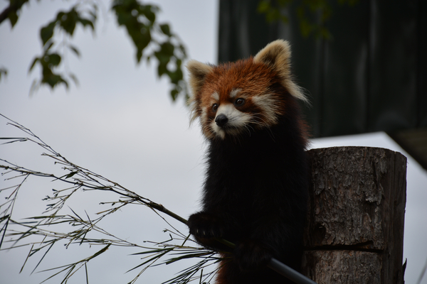 cc0,c1,red panda,japan,zoo,free photos,royalty free