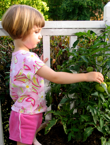 tomato,girl,child,kid,children,little,gardening,plant,garden,vegetables,vegetable,gardens,girls,kids,cute,adorable,haircut,potted,summer,pre-school,preschool,pre,school,pre-schooler,kindergarten,learning,activity,teaching,plants,agriculture,grow,growth,growing,nurture,living