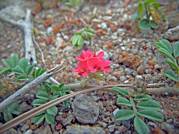 cc0,c1,flower,pink,small,florets,flowering,bloom,nature,plant,little,wild,florescence,blossoming,blooming,stones,flora,life,summer,spring,ecology,day,morning,lone,survival,drought,arid,single,unique,wallpaper,alone,outdoor,india,indian,one,noticeable,vibrant,gravel,shades,desert,floral,growing,free photos,royalty free