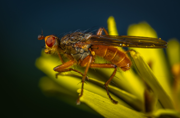 animal,antenna,biology,blur,blurred background,close-up,colors,entomology,eye,fly,hairy,insect,invertebrate,leaf,little,macro photography,nature,outdoors,wildlife,wings