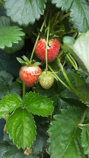 cc0,c1,strawberry,plant,garden,free photos,royalty free