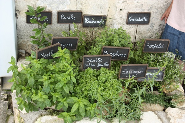 herb,herbs,cooking,basil,sage,thyme,lavender,seasoning,organic,bio,healthy,sar,cumin,curry,leaves,rosemary,mint