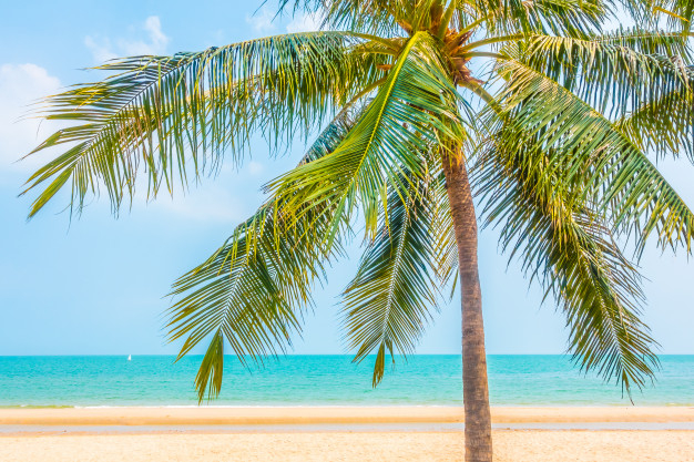 tree,travel,water,summer,nature,blue,beach,sea,sun,sky,landscape,tropical,white,palm tree,ocean,trees,coconut,palm,hawaii,island