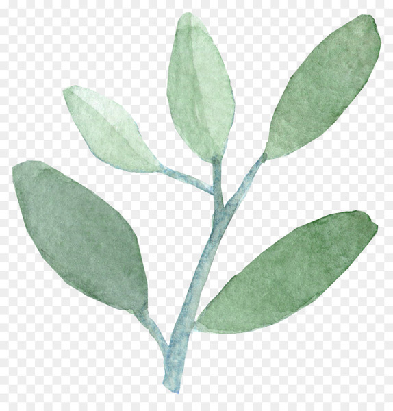 watercolor painting,leaf,india ink,painting,craft service,art,idea,television,film,ink,food,paint,plant stem,herb,plant,png