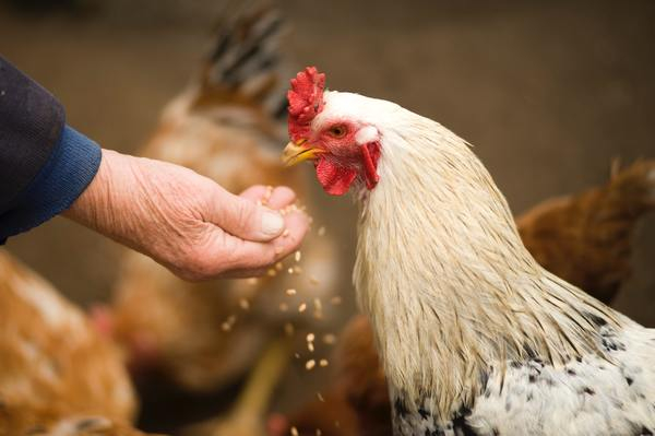 old man,feeding,chicken,farm,animal,bird,rooster,hand,man,male,seed,eat,food