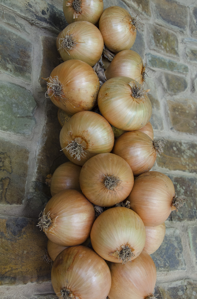 cc0,c3,onions,wall,abstract,texture,free photos,royalty free