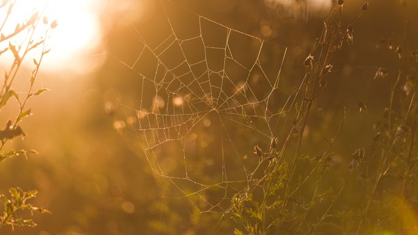  web,grass,shrubs,morning,sunrise, spider web