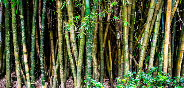 bamboo,forest,hawaii,nature,plants,Free Stock Photo