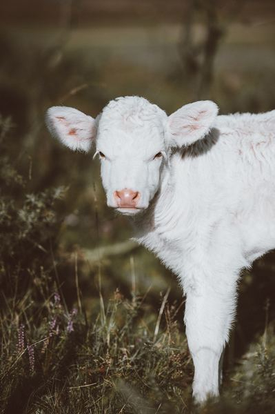 animal,baby,stripe,sling,baby,child,wood,man,summer,cow,calf,cattle,baby,fur,face,ears,grass,field,plant,sunlight,white,public domain images