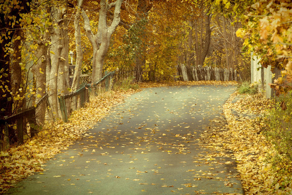 rural,park,colorful,countryside,trees,beautiful,scenery,outdoor,perspective,seasonal,environment,stunning,season,road,woods,foliage,idyllic,trip,view,country,leaves,october,fall,autumn,natural,peaceful,alley,way,driveway,flora,forest,gold,nature,landscape,pathway,path,escapade