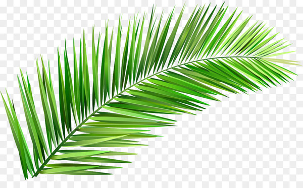 arecaceae,coconut,tree,leaf,clay,mud,grass gis,organism,monkey,storytelling,prose,plant,arecales,grass family,palm tree,green,line,grass,png