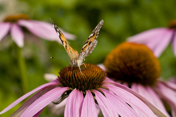 cc0,c1,butterfly,echinacea,sun hat,macro,nature,spring,free photos,royalty free