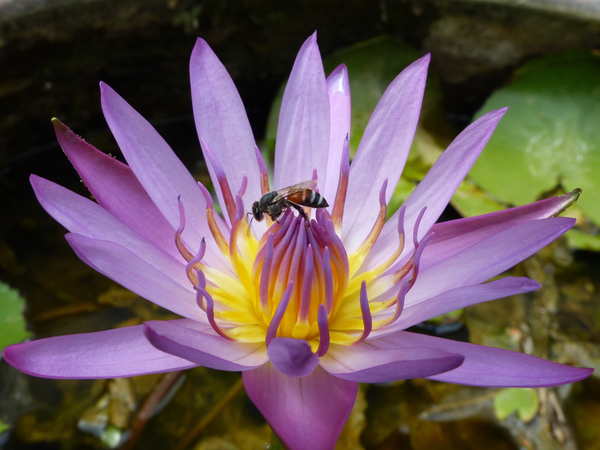 cc0,c1,lotus,thailand,flower,summer,water,waterlily,pond,lily,natural,pink,green,plant,asia,aquatic,blossom,bloom,insect,fresh,environment,park,bright,purple,petal,leaf,garden,colorful,free photos,royalty free