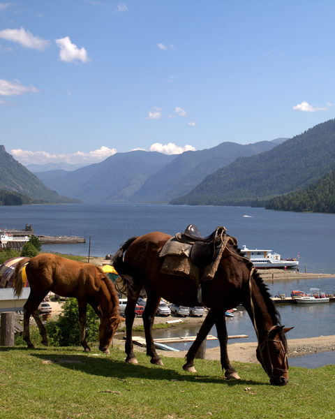 cc0,c1,horses,altai,mountains,nature,landscape,russia,travel,free photos,royalty free