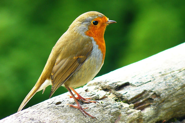 robin,bird,european,feathers,european robin