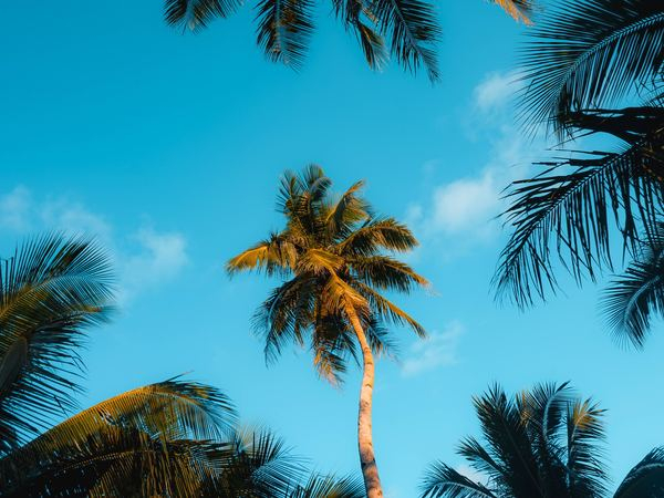 unbounded-season,winter,snow,summer,tropical,palm tree,summer,palm,beach,tree,palm,looking up,palm tree,tropical,blue,glow,sunlight,summer,free stock photos
