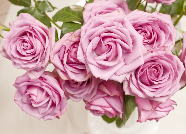 cc0,c2,flowers,roses,flower,pink rose,pink,pink flower,free photos,royalty free