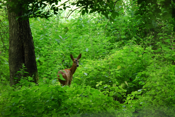 cc0,c1,roe deer,forest,nature,wildlife park,free photos,royalty free