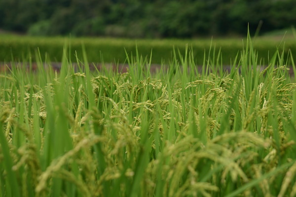 rice,field,green,plant,asia,cerial