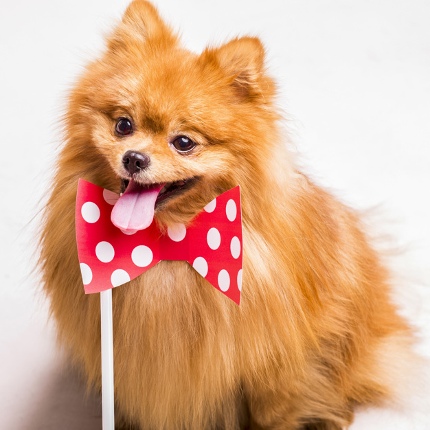 background,dog,animal,red,red background,cute,white background,bow,white,golden,pet,mouth,golden background,tie,open,brown,studio,cute background,friendship,brown background