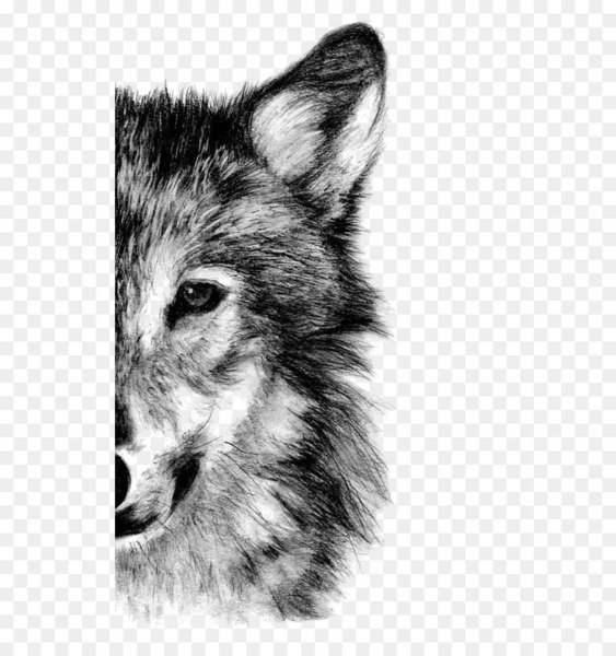 arctic wolf,drawing,printmaking,pencil,art,photography,fine art,crayon,artist,painting,gray wolf,wildlife,monochrome,fur,native american indian dog,carnivoran,monochrome photography,fox,whiskers,head,dog breed,snout,dog breed group,wolf,sketch,dog like mammal,mammal,coyote,black and white,png