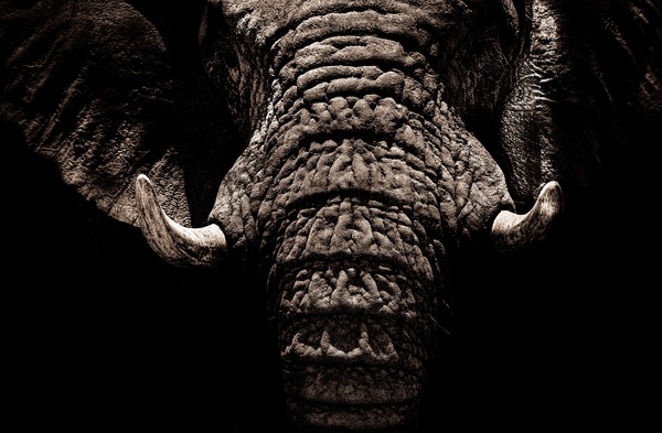 elephant,tusks,wrinkles,trunk,close up,wildlife,animals,jungle,dark,black
