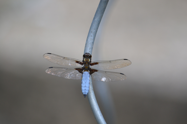 cc0,c1,dragonfly,insect,blue,wing,close,flight insect,free photos,royalty free