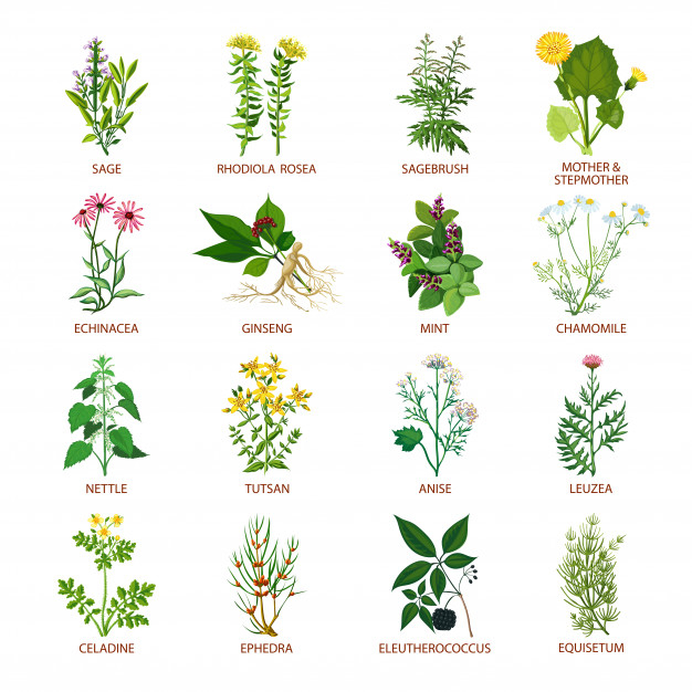 rosea,tutsan,rhodiola,phitotherapy,eleutherococcus,ephedra,equisetum,motherandstepmother,leusea,celadine,sagebrush,echinacea,nettle,medicinal,anise,sage,chamomile,ginseng,set,collection,icon set,mint,flat icon,computer icon,herbs,web button,web elements,wellness,herb,business technology,social icons,healthcare,web icon,business icons,symbol,media,elements,natural,pictogram,communication,plant,medicine,flat,sign,social,internet,website,web,icons,marketing,layout,button,social media,computer,technology,business,flower