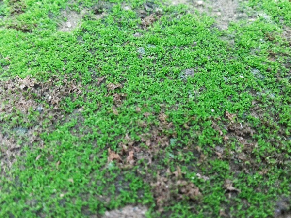 summer,sprout,soil,plant,outdoors,nature,natural,moss,landscape,growth,grow,ground,green,grass,garden,fungus,fungi,flora,field,environmental,environment,depth of field,agriculture