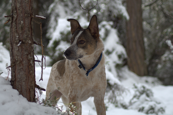 cc0,c1,dog,snow,forest,winter,view,animal,free photos,royalty free