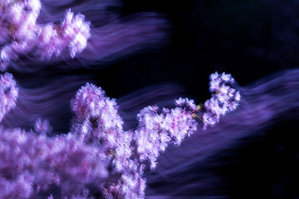 design,city,urban,wallpaper,sea,wafe,flore,flower,close-up,experimental,long exposure,pink,flower,cherry blossom,png images