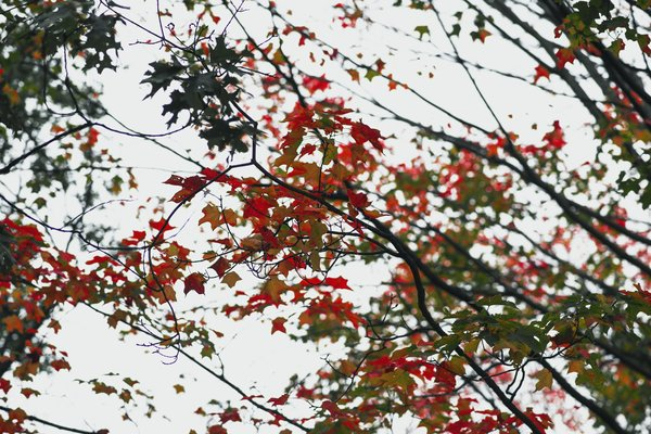  leaves,nature,fall foliage, autumn foliage