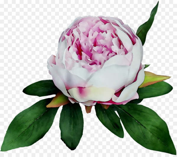 peony,cabbage rose,cut flowers,flower,rose,flowering plant,pink,plant,common peony,petal,chinese peony,wild peony,protea,png
