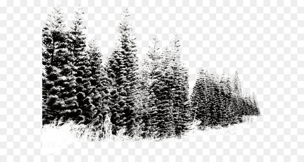 tree,download,computer icons,landscape,winter,desktop wallpaper,black and white,snow,pine,editing,fundal,fir,pine family,plant,evergreen,monochrome photography,pattern,woody plant,christmas tree,conifer,spruce,monochrome,png