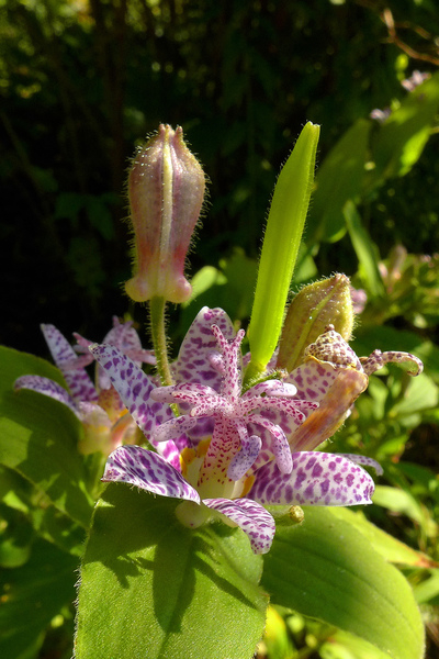 toad lily,tricyrtis,toad lily plant,shade perennial,shade plants,shade loving plants,perennial plants,fall blooming,flower images,pictures of flowers,stock images,flowers photos,flower image,beautiful flowers images