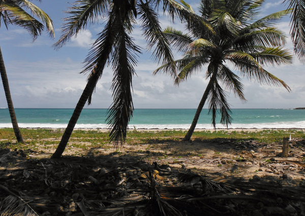 cc0,c1,island,holiday,sea,ocean,beach,coconut trees,caribbean,free photos,royalty free