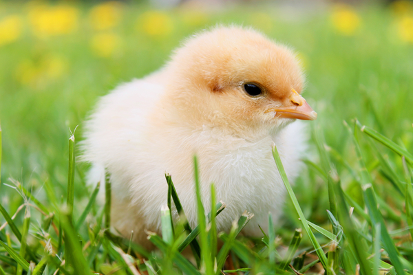 cc0,c3,chicks,spring,chicken,plumage,yellow,agriculture,bird,egg,nature,easter,cute,hatched,fluff,fluffy,young bird,poultry,spring dress,free photos,royalty free