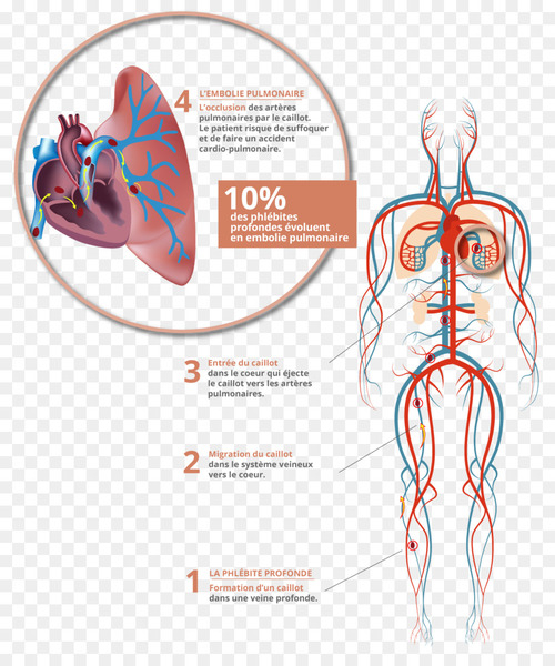 circulatory system,heart,lymphatic system,stock photography,human body,anatomy,artery,royaltyfree,blood,organ,joint,organism,blood vessel,vein,diagram,png